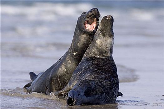 灰海豹,一对,打闹,北海,赫尔戈兰岛,德国