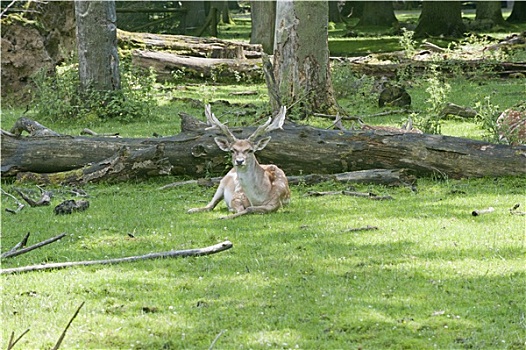 野生