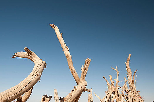 沙漠上的枯死的胡杨树