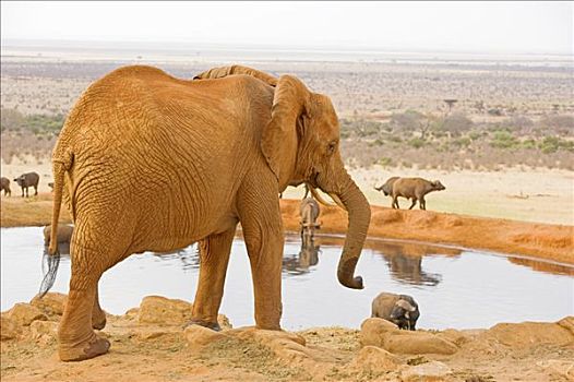 非洲象,水潭,东察沃国家公园,肯尼亚