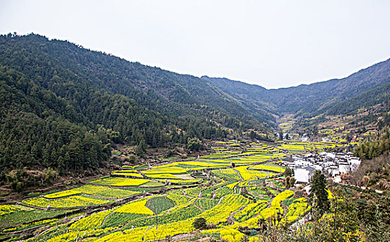 山谷乡村油菜花田