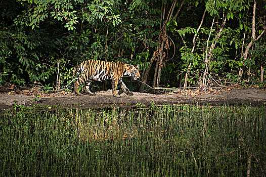 孟加拉虎,虎,女性,水潭,班德哈维夫国家公园,印度