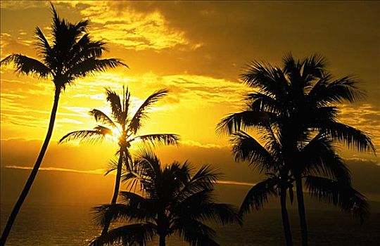 夏威夷,毛伊岛,棕榈树,橙色,日落,背景,海洋