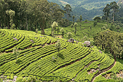 茶园,风景,座椅,斯里兰卡,亚洲