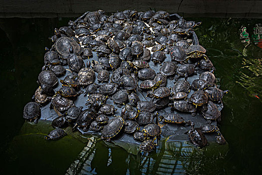 一堆,龟