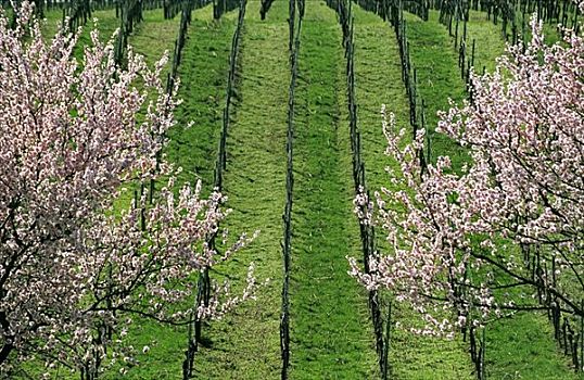 花,杏树