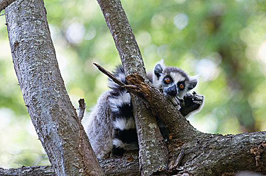 马达加斯加,贝伦提私人保护区,狐猴