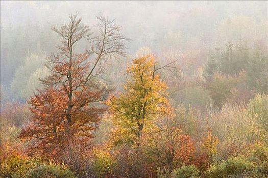 秋天,彩色,树林