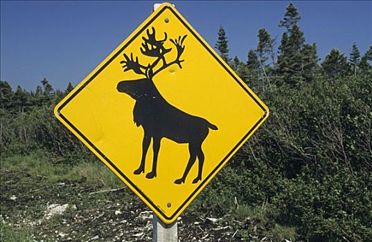 警告标识,北美驯鹿,纽芬兰,罐