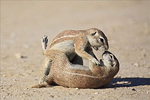 地松鼠,玩,争执,卡拉哈里沙漠,卡拉哈迪大羚羊国家公园,南非,博茨瓦纳,非洲