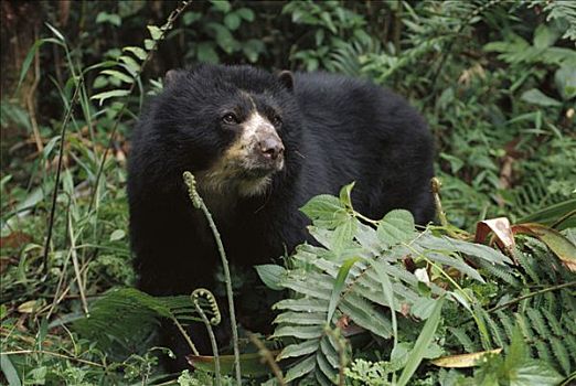 眼镜熊,女性,自然保护区,哥伦比亚