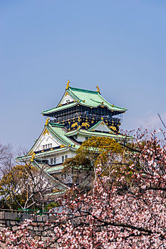 日本东京新宿代代木公园樱花盛开