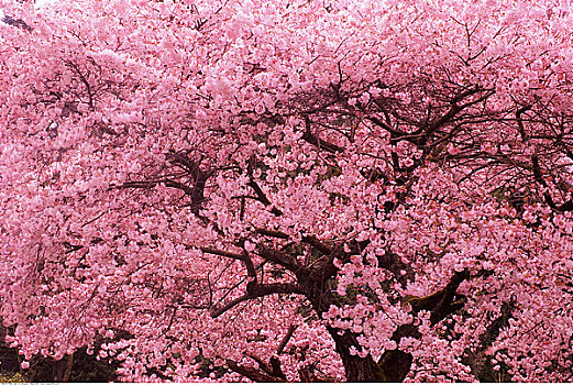 樱桃树