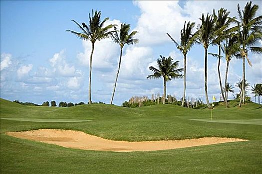 棕榈树,高尔夫球场,考艾岛,夏威夷,美国