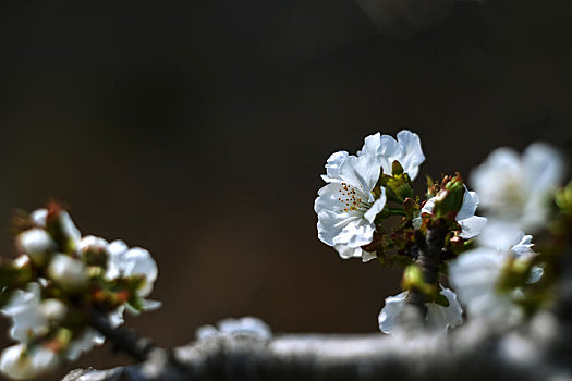 梨花