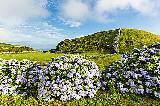 盛開,繡球花,墻壁,正面,農(nóng)業(yè),風景,平滑,綠色,山,自然,島嶼,亞速爾群島,葡萄牙
