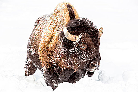野牛,雄性动物,觅食,大雪,黄石国家公园,怀俄明,美国
