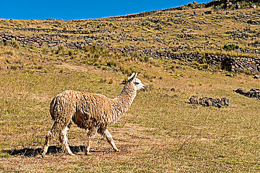 羊驼,普诺,区域,秘鲁,南美