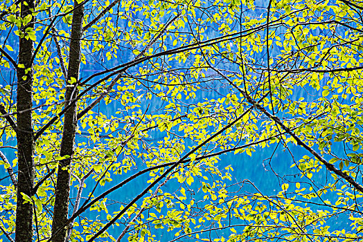 鲜明,绿色,逆光,叶子,蓝色,背景,树林,不列颠哥伦比亚省,加拿大