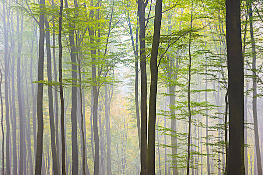 欧洲山毛榉,树林,晨雾,施佩萨特,巴伐利亚,德国