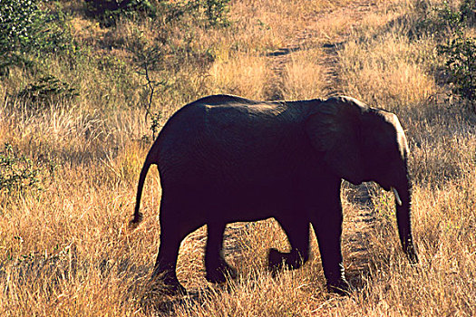 特写,大象,克鲁格国家公园