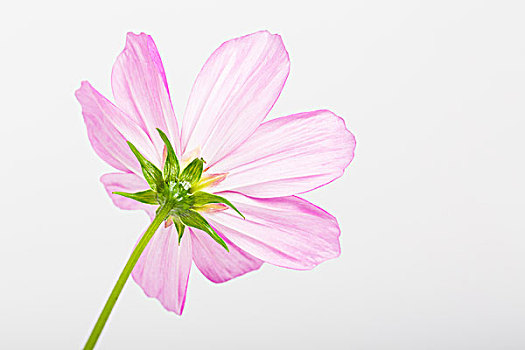 粉色,大波斯菊,花