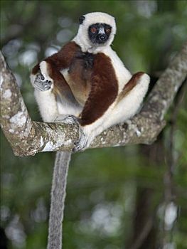 马达加斯加狐猴,干燥,树林,西北地区,马达加斯加