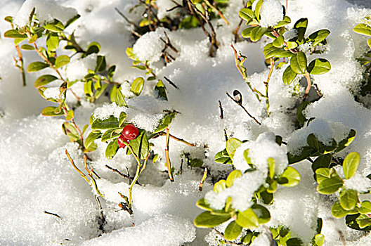 植物,浆果,雪