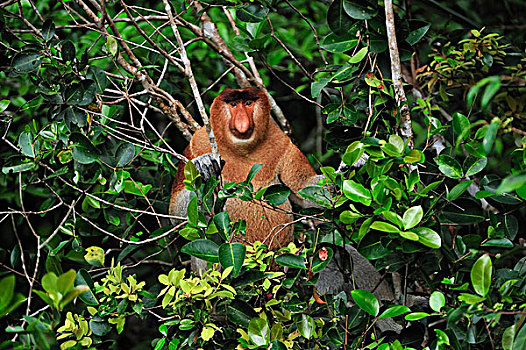 喙,猴子,檀中埠廷国立公园,婆罗洲,印度尼西亚