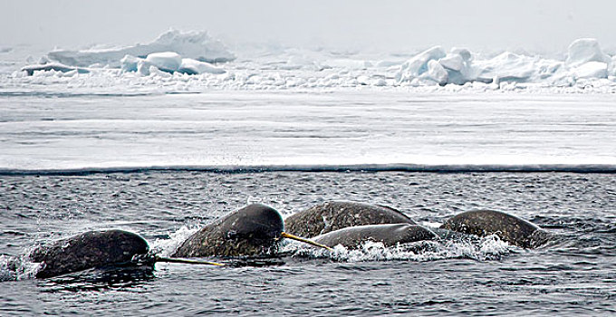 独角鲸,一角鲸,北极,湾,加拿大