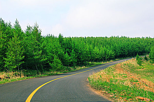 草原山柏油路松树林