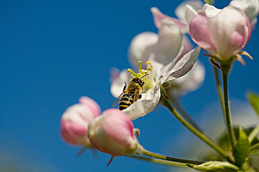蜜蜂,花萼,苹果花