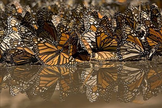 帝王蝴蝶,蝴蝶,聚会,喝,水,拿,向上,矿物质,米却阿肯州,墨西哥