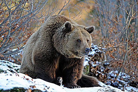 褐色,熊,冬天