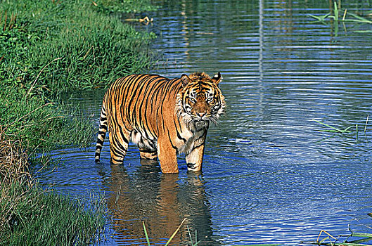 苏门答腊虎,成年,站在水中