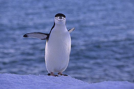 南极,南设得兰群岛,企鹅,岛屿,帽带企鹅