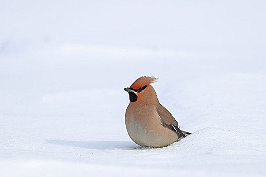 雪地里的一只太平鸟