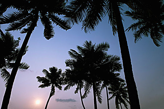 仰视,棕榈树,日落,喀拉拉,印度