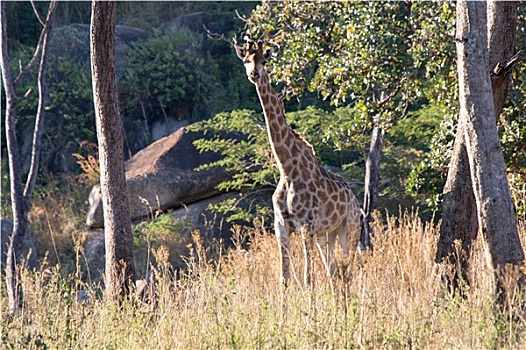 长颈鹿,狮子,印度豹,公园,津巴布韦,非洲