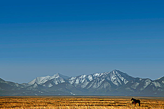 甘肃山丹县军马场