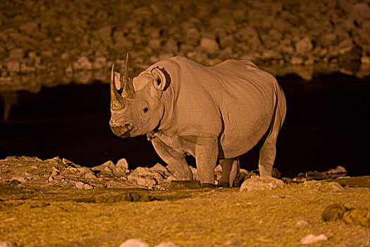 黑色,犀牛,成年,站立,水坑,边缘,夜晚,埃托沙国家公园,纳米比亚,非洲