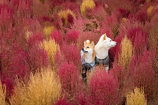 柴犬内外景拍摄