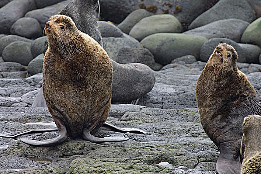 雄性动物,展示,普里比洛夫群岛,阿拉斯加