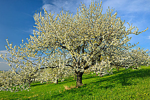 甜樱桃,树,生物保护区,巴登符腾堡,德国,欧洲