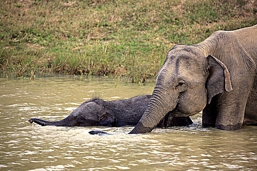 斯里兰卡人,大象,象属,幼兽,水中,喝,国家公园,斯里兰卡,亚洲