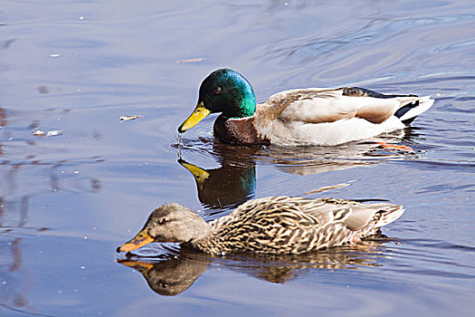 野鸭,一对,反射,水塘,史坦利公园,温哥华