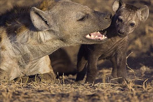 斑鬣狗,母兽,玩耍,互动,8星期大,幼兽,马赛马拉国家保护区,肯尼亚