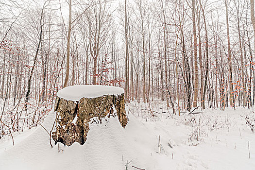 巨树,原木,遮盖,雪,冬天
