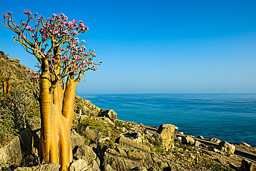 瓶子,树,开花,本土动植物,物种,索科特拉岛,也门,亚洲