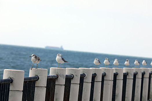日照海龙湾成为海鸥乐园,或盘旋翱翔或休憩嬉戏成为靓丽风景线